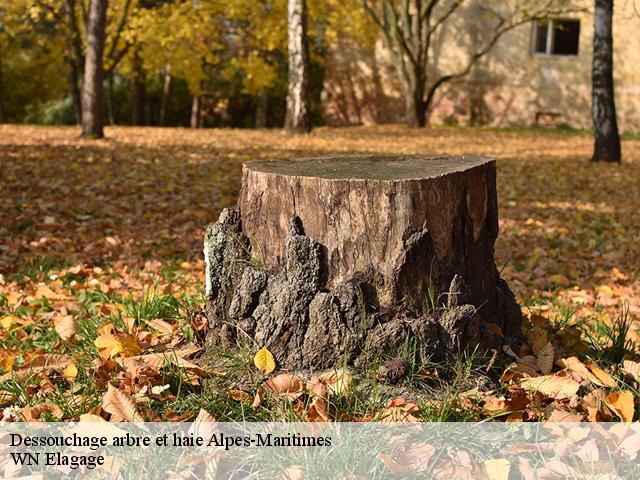 Dessouchage arbre et haie 06 Alpes-Maritimes  WN Elagage