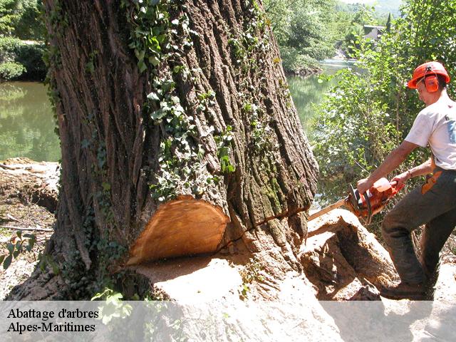 Abattage d'arbres Alpes-Maritimes 