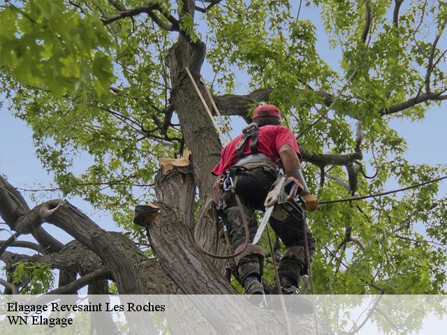 Elagage  revesaint-les-roches-06830 WN Elagage