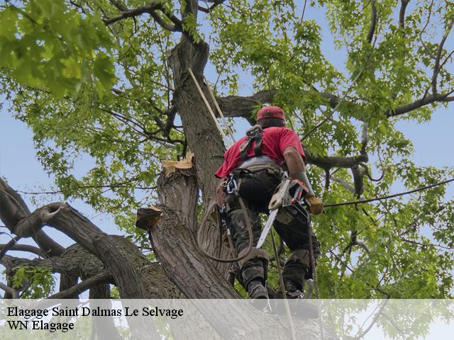 Elagage saint-dalmas-le-selvage-06660 WN Elagage