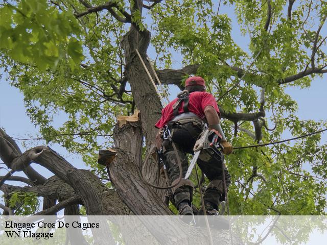 Elagage  cros-de-cagnes-06800 WN Elagage