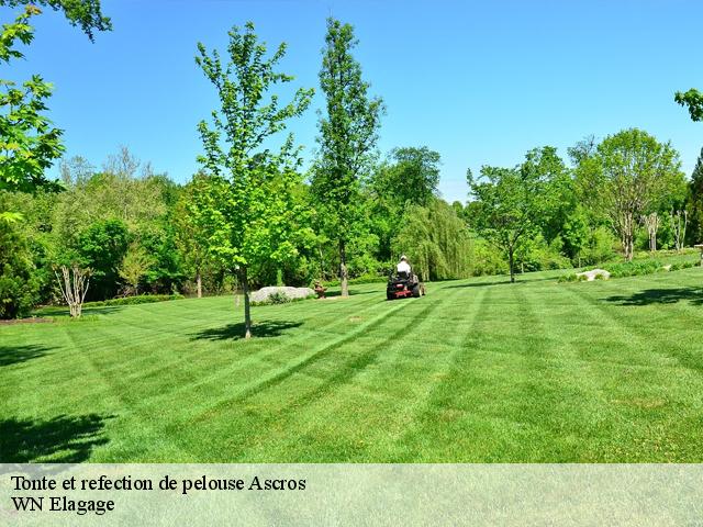 Tonte et refection de pelouse  ascros-06260 WN Elagage