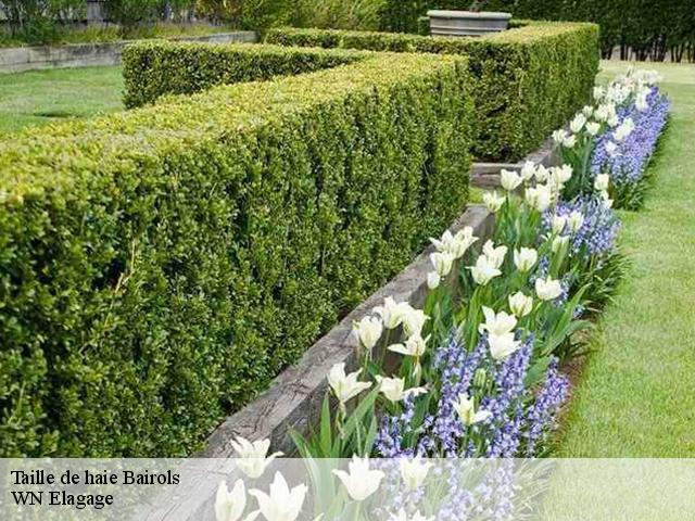 Taille de haie bairols-06420 WN Elagage