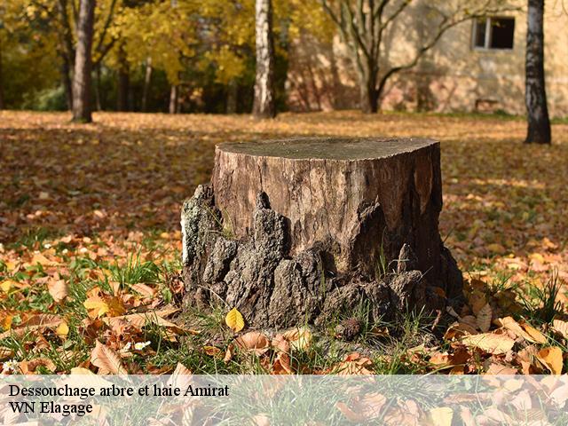 Dessouchage arbre et haie  amirat-06910 WN Elagage