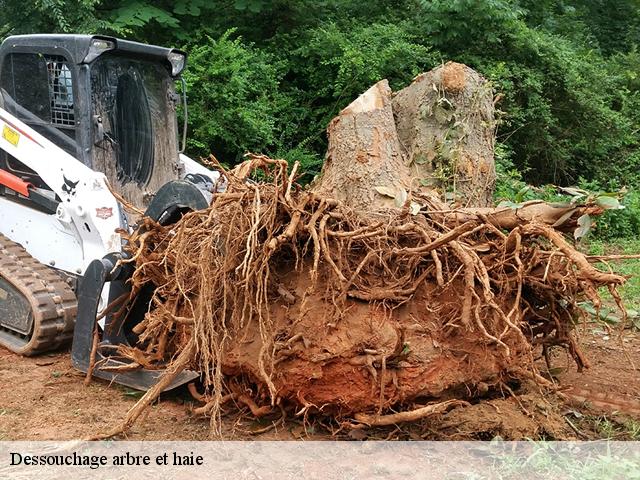 Dessouchage arbre et haie