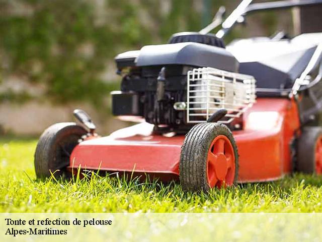 Tonte et refection de pelouse